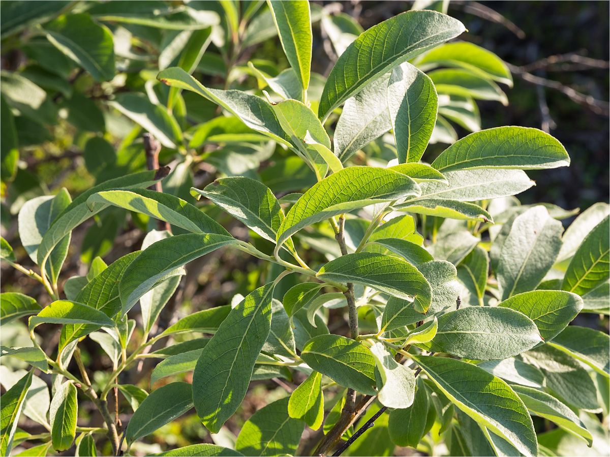 Image of Salix caprea specimen.