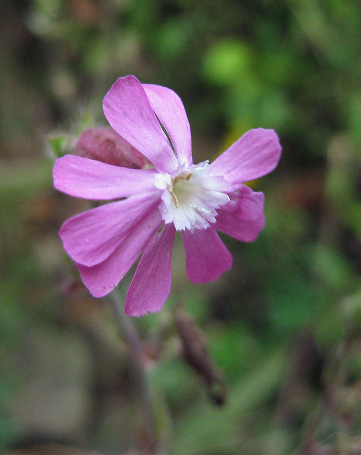 Image of Melandrium dioicum specimen.