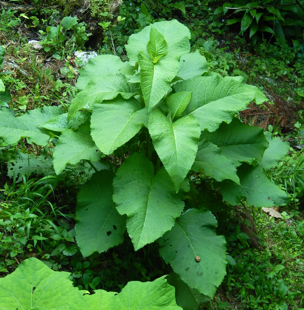 Изображение особи Telekia speciosa.