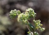 Hylotelephium ruprechtii. Соцветие с кормящейся журчалкой. Ленинградская обл., Выборгский р-н, Финский залив, о-в Вихревой, заросшая мхами и лишайниками скала. 09.08.2020.