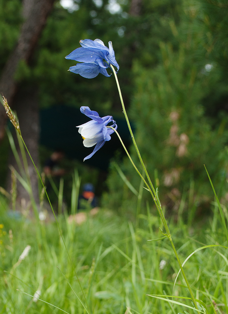 Изображение особи Aquilegia jucunda.