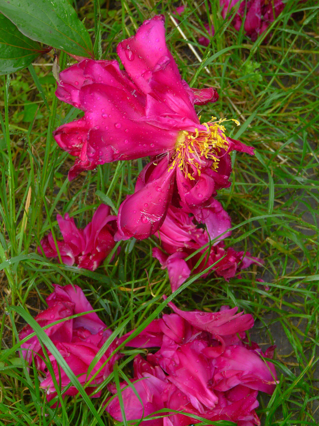 Image of Paeonia lactiflora specimen.