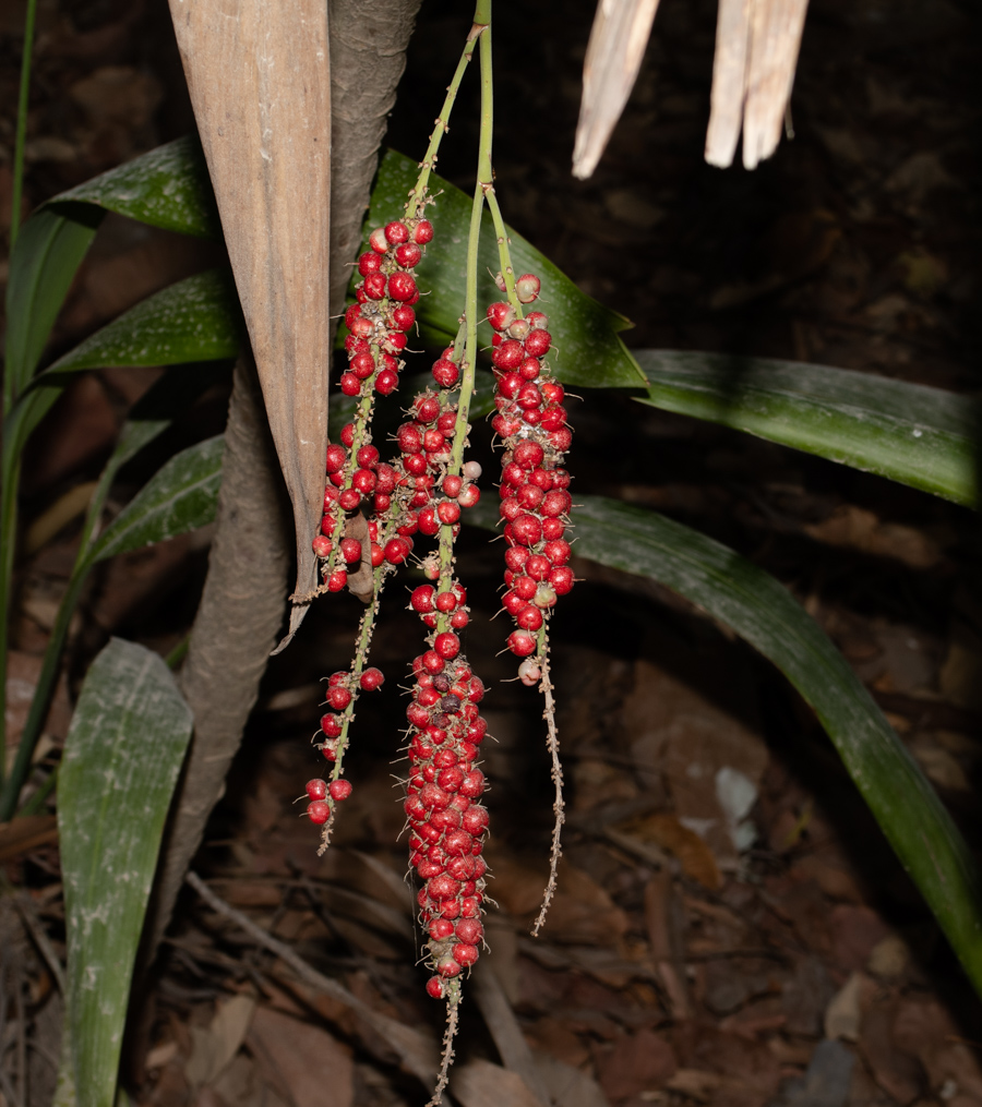 Image of Cordyline petiolaris specimen.