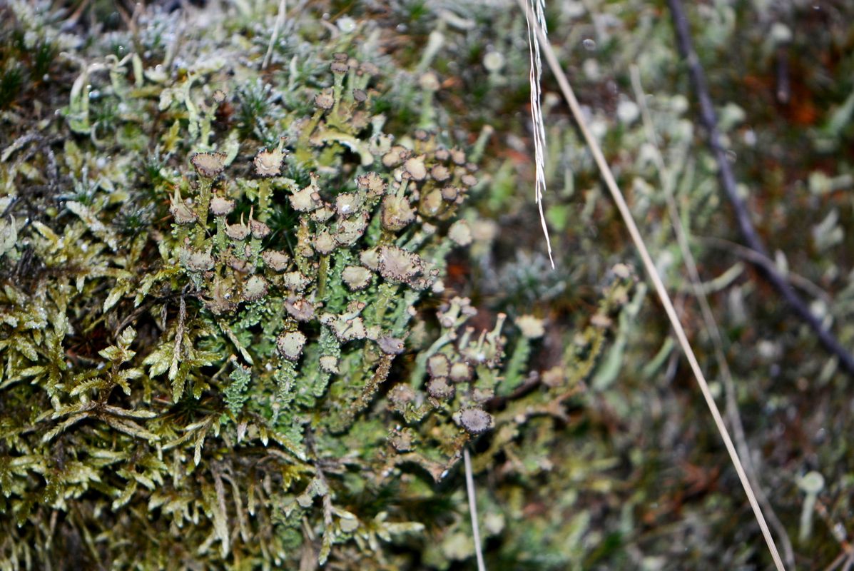 Изображение особи Cladonia gracilis ssp. turbinata.