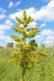 Veratrum lobelianum