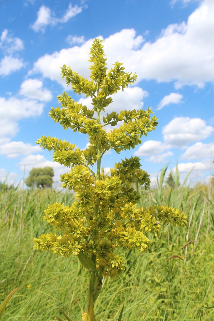 Изображение особи Veratrum lobelianum.