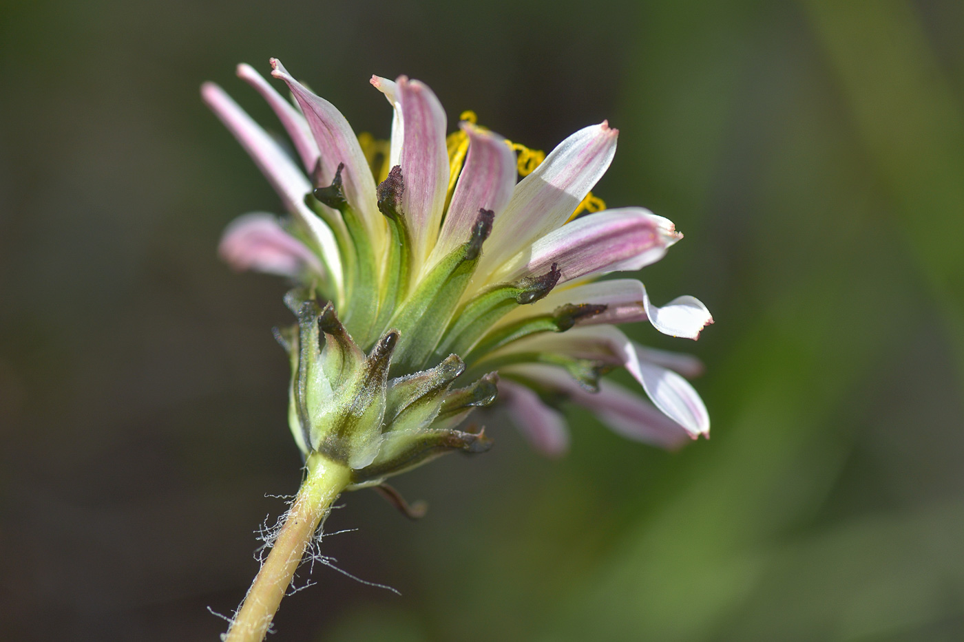 Image of Taraxacum confusum specimen.