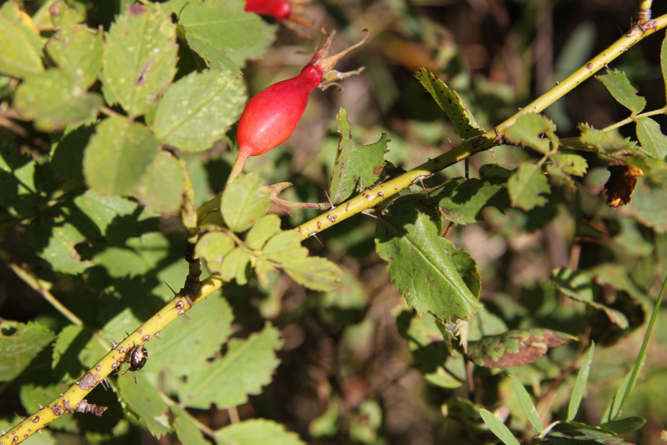 Image of Rosa acicularis specimen.