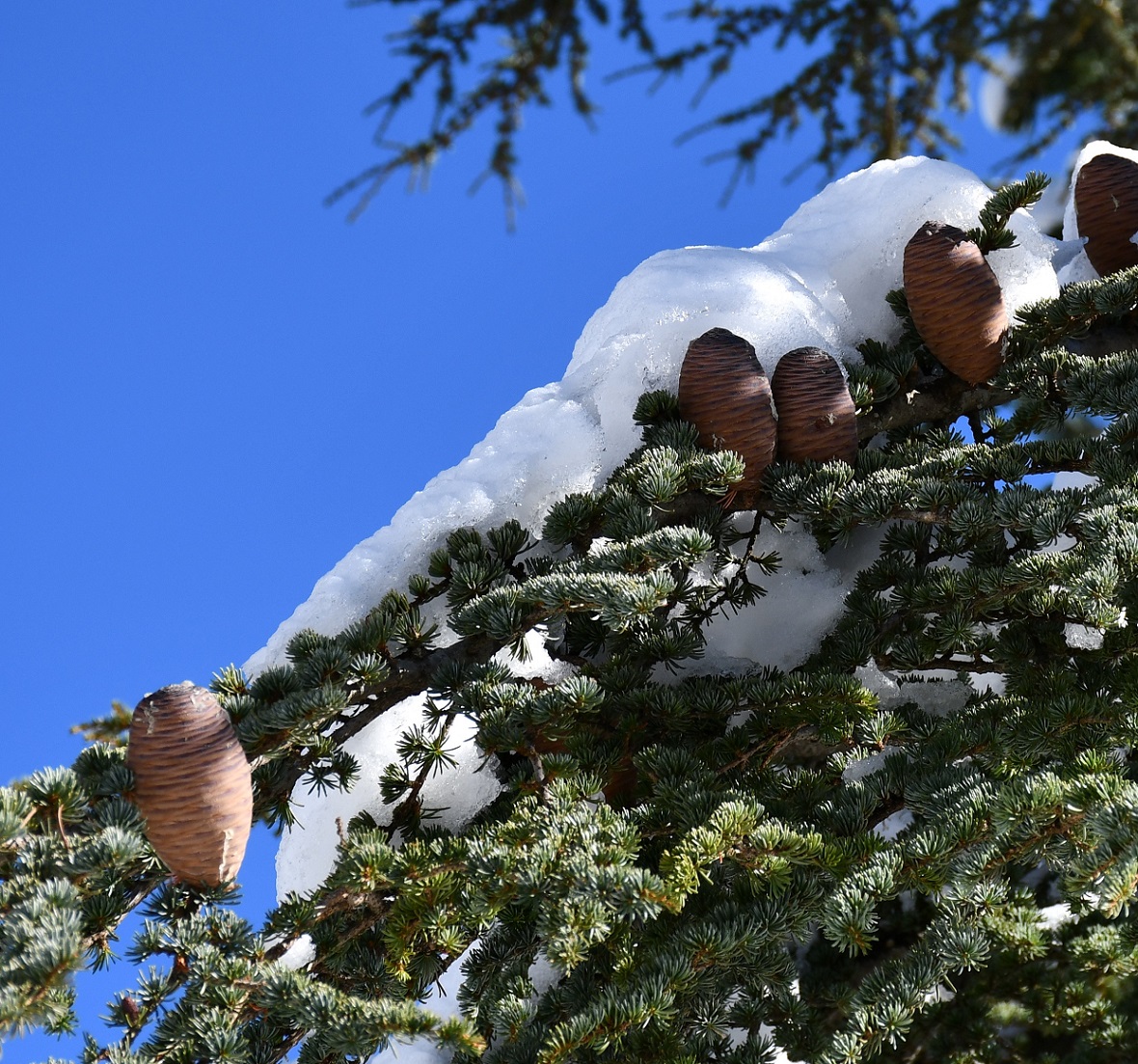 Изображение особи Cedrus libani ssp. brevifolia.