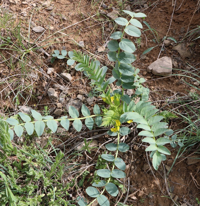 Изображение особи Astragalus aegobromus.