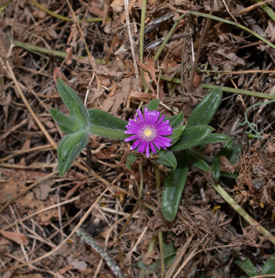 Изображение особи семейство Aizoaceae.