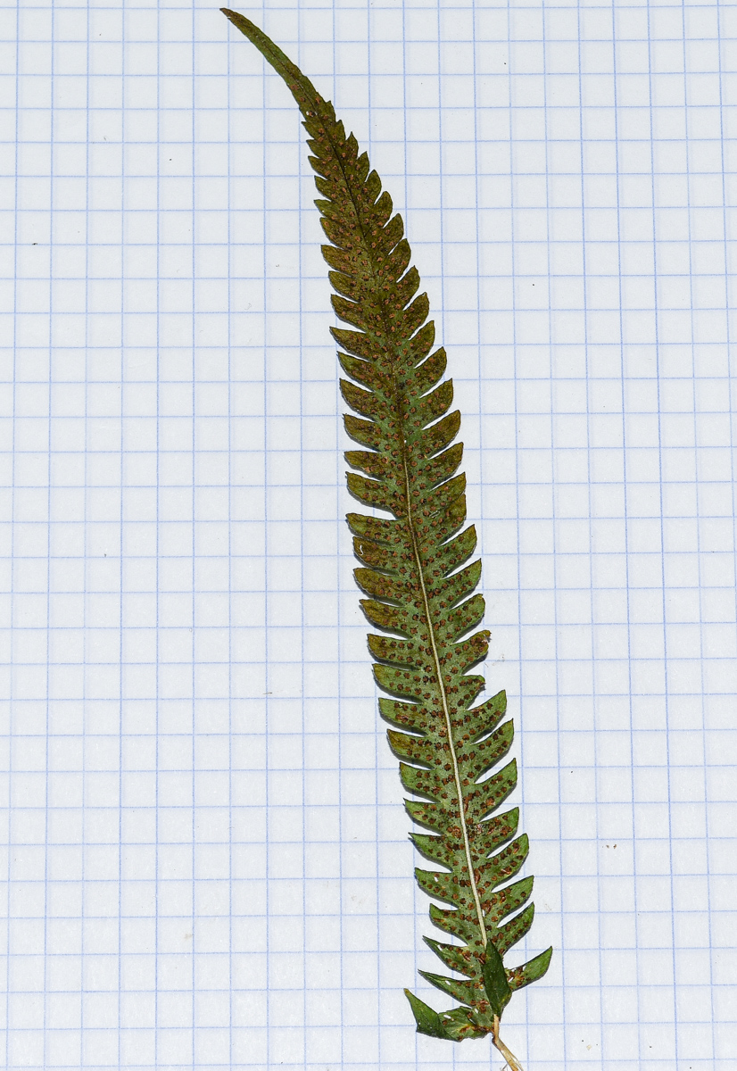 Image of Thelypteris kunthii specimen.