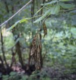 Laburnum anagyroides. Верхушка плодоносящего побега. Москва, ГБС, дендрарий. 31.08.2021.