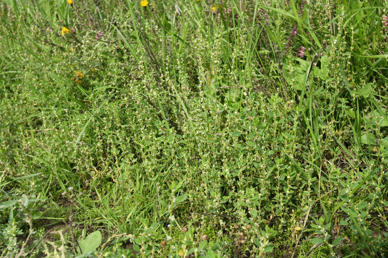 Image of Polygonum arenastrum specimen.