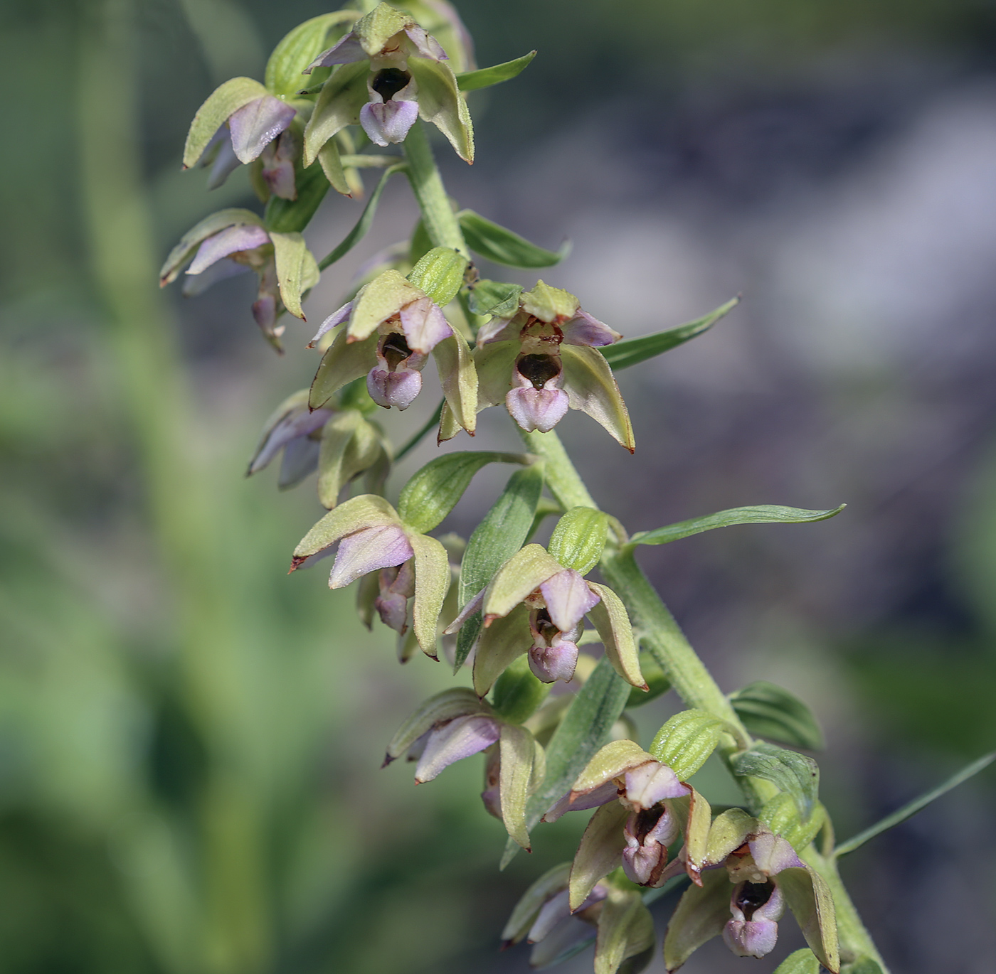 Изображение особи Epipactis helleborine.