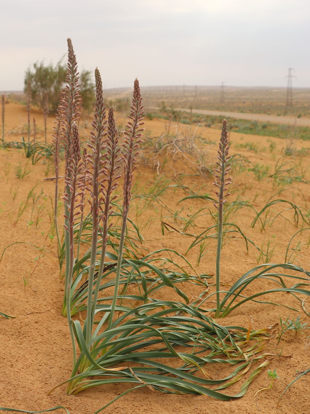 Изображение особи Eremurus inderiensis.