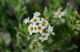 Argusia sibirica. Соцветие. Дагестан, Магарамкентский р-н, окр. с. Приморский, граница песчаного пляжа и галечника на берегу реки. 05.05.2022.