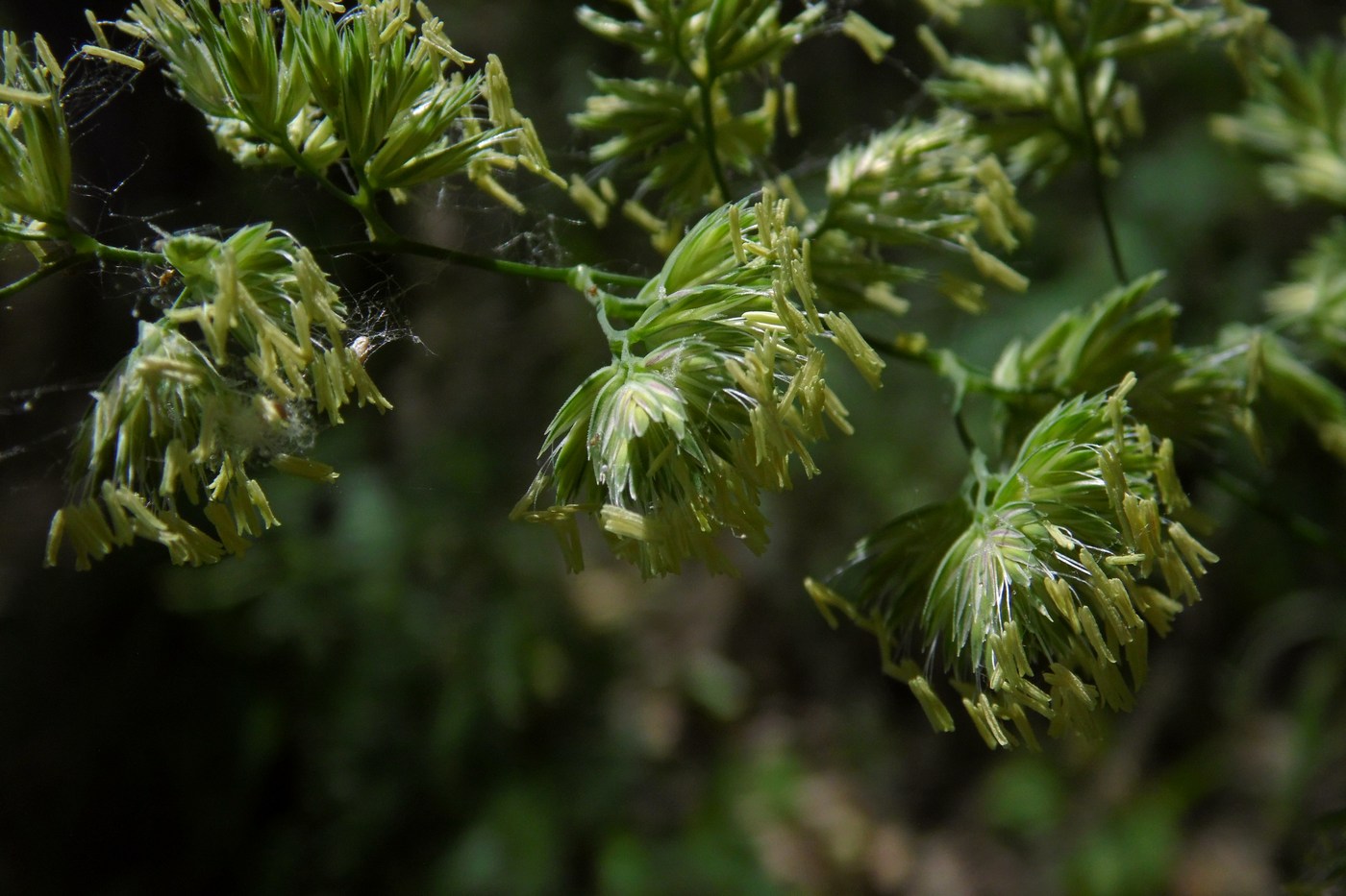 Изображение особи Dactylis glomerata.