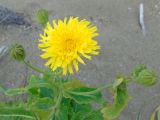 Sonchus arenicola