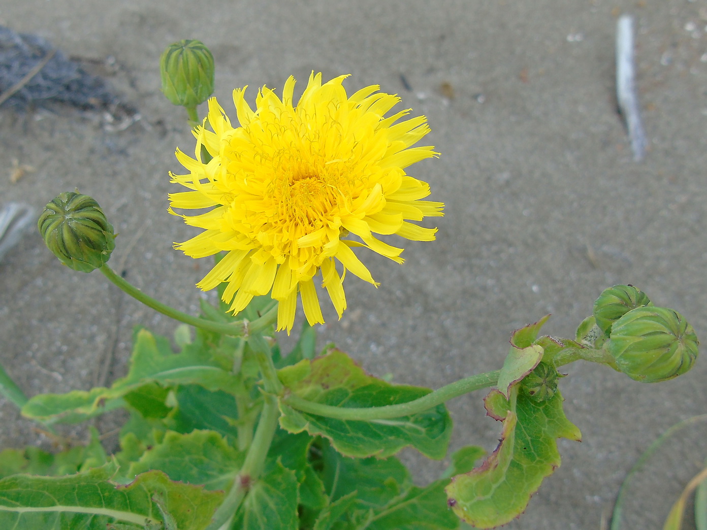 Image of Sonchus arenicola specimen.