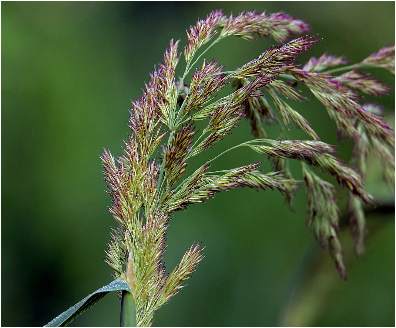 Изображение особи Calamagrostis epigeios.