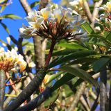 genus Plumeria. Побег с соцветием. Эфиопия, провинция Сидама, аураджа Борэна, национальный парк \"Nech Sar\". 01.01.2015.