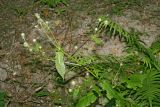 Dipsacus pilosus