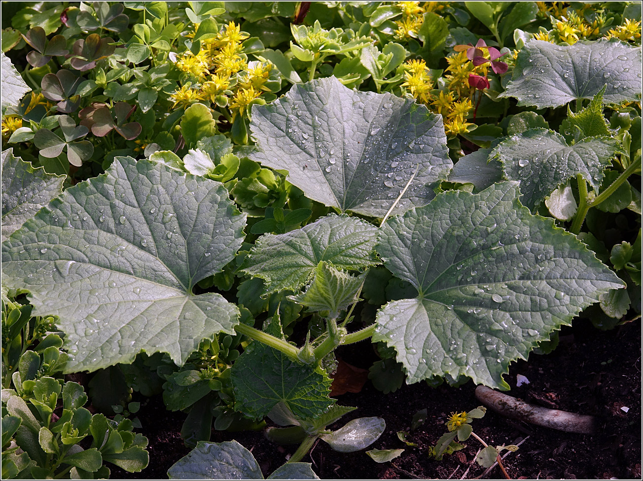 Изображение особи Cucumis sativus.