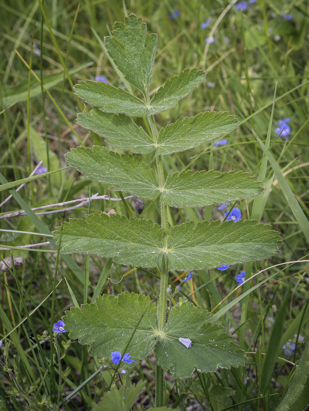 Изображение особи Pastinaca sativa.