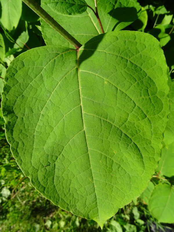 Image of Reynoutria × bohemica specimen.