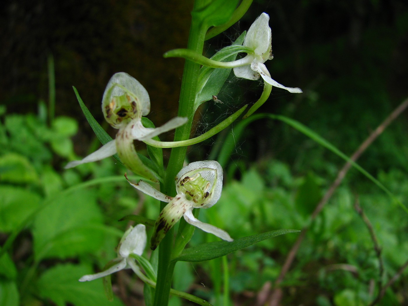 Изображение особи Platanthera chlorantha.