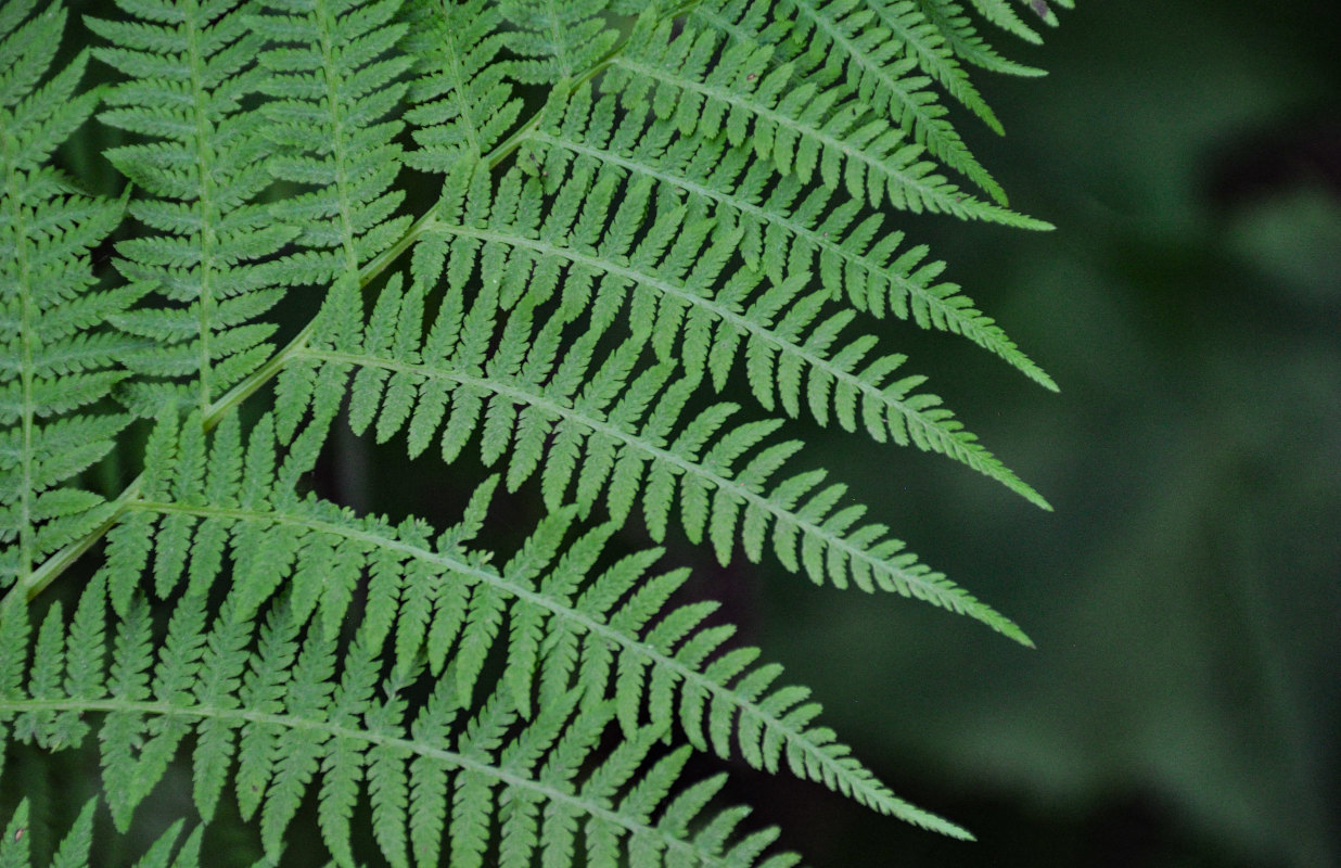 Изображение особи Athyrium monomachii.