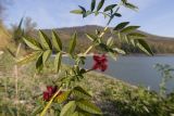 Glycyrrhiza echinata. Часть веточки с плодами. Краснодарский край, Крымский р-н, окр. станицы Неберджаевская, Неберджаевское вдхр., на берегу. 14.10.2022.