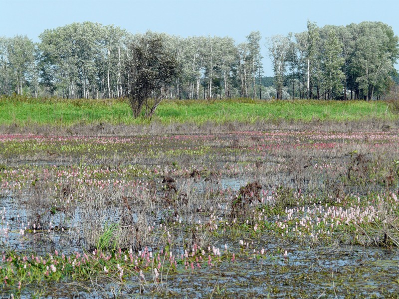 Image of Persicaria amphibia specimen.