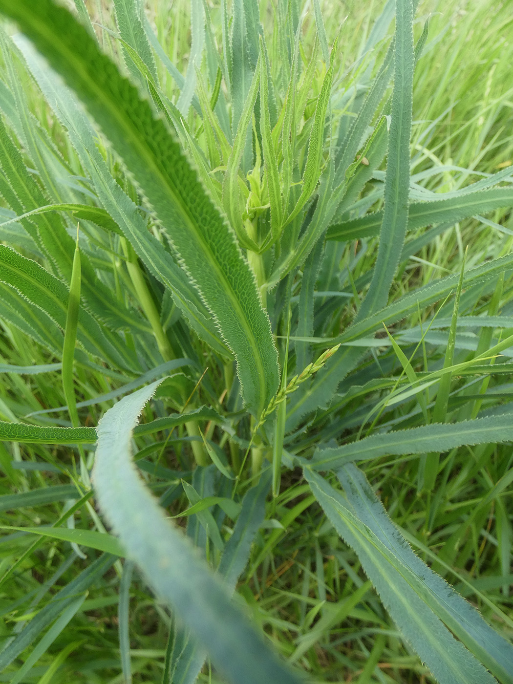 Изображение особи Falcaria vulgaris.