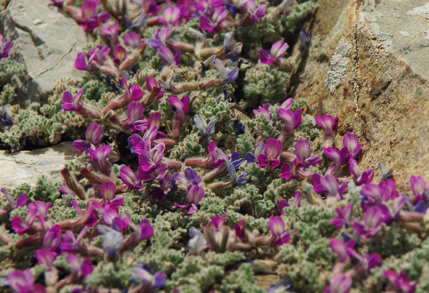 Image of genus Astragalus specimen.