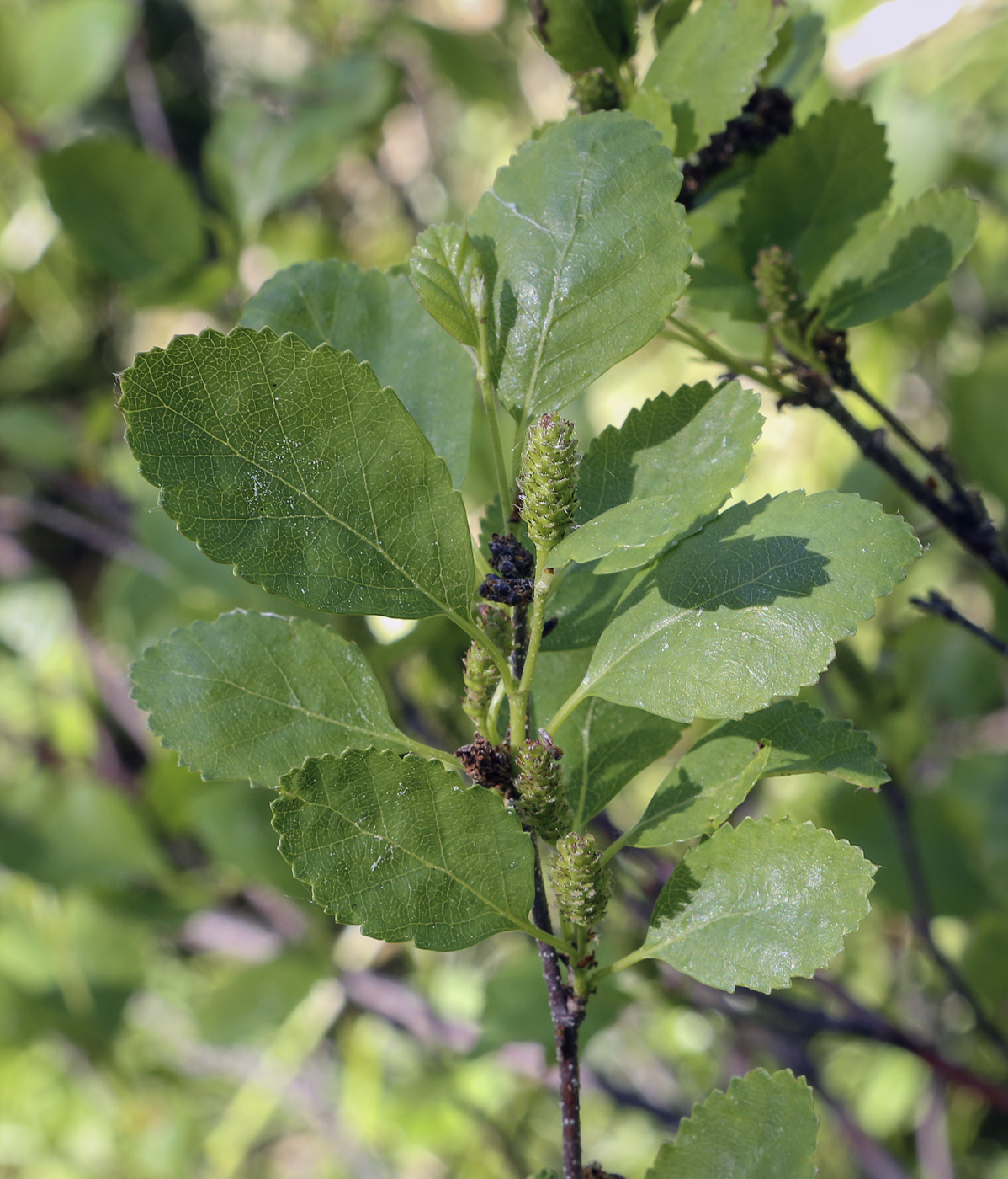 Image of genus Betula specimen.