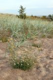 Hieracium umbellatum разновидность dunale. Отцветающее и плодоносящее растение. Ленинградская обл., окр. пос. Большая Ижора, берег Финского залива, тыльная часть песчаного берегового вала, псаммофильное сообщество с доминированием Leymus arenarius. 02.10.2022.