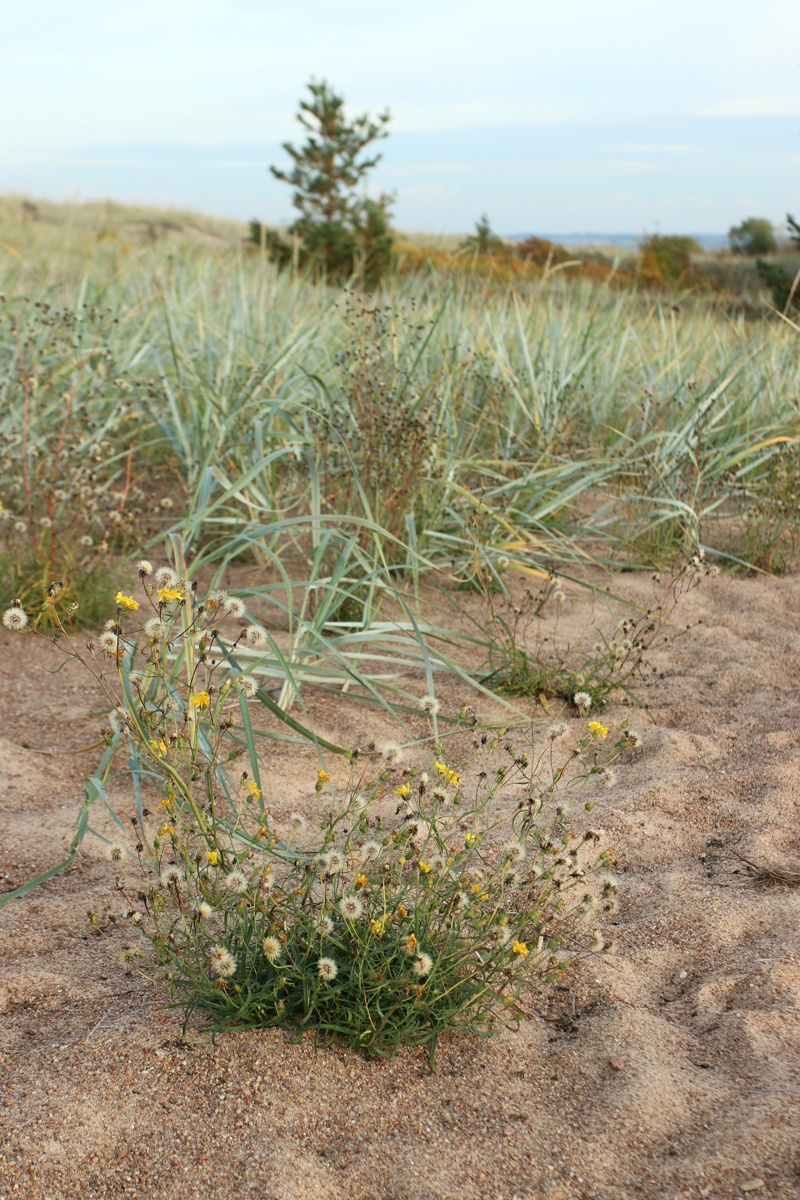 Image of Hieracium umbellatum var. dunale specimen.