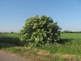 Sambucus nigra