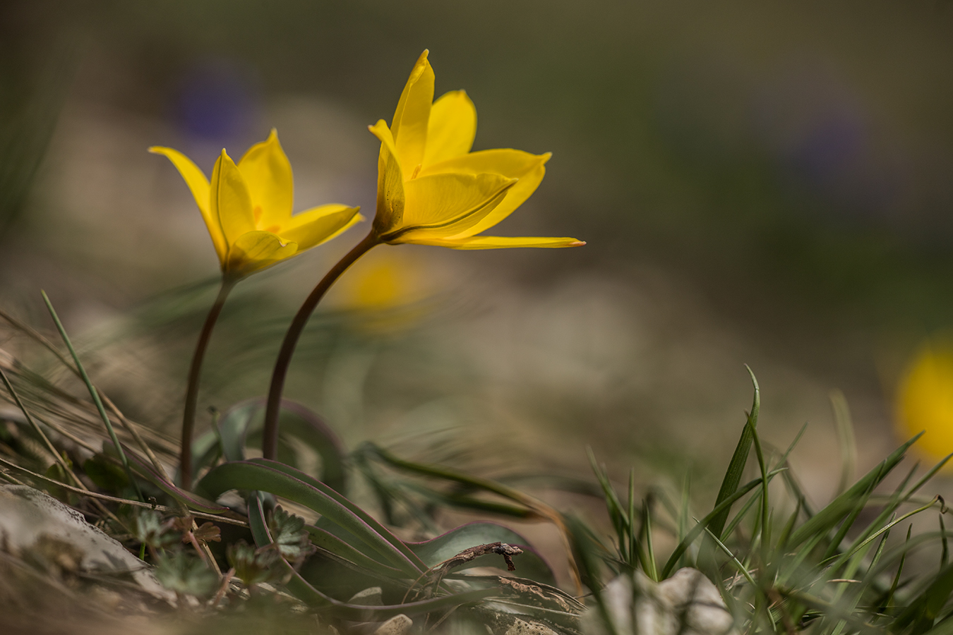 Image of Tulipa australis specimen.