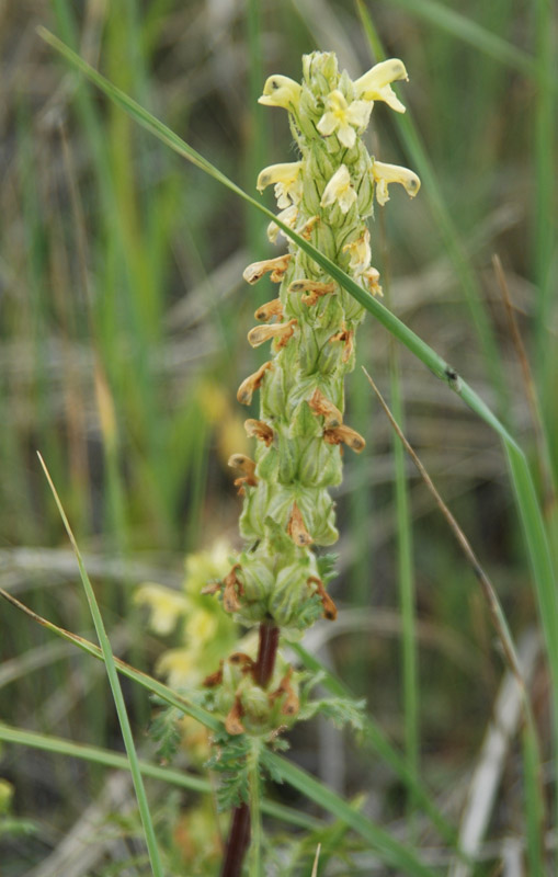 Image of Pedicularis abrotanifolia specimen.