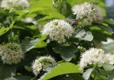 Physocarpus opulifolius. Соцветия и листья. Томская обл., г. Томск, в культуре. 09.06.2022.