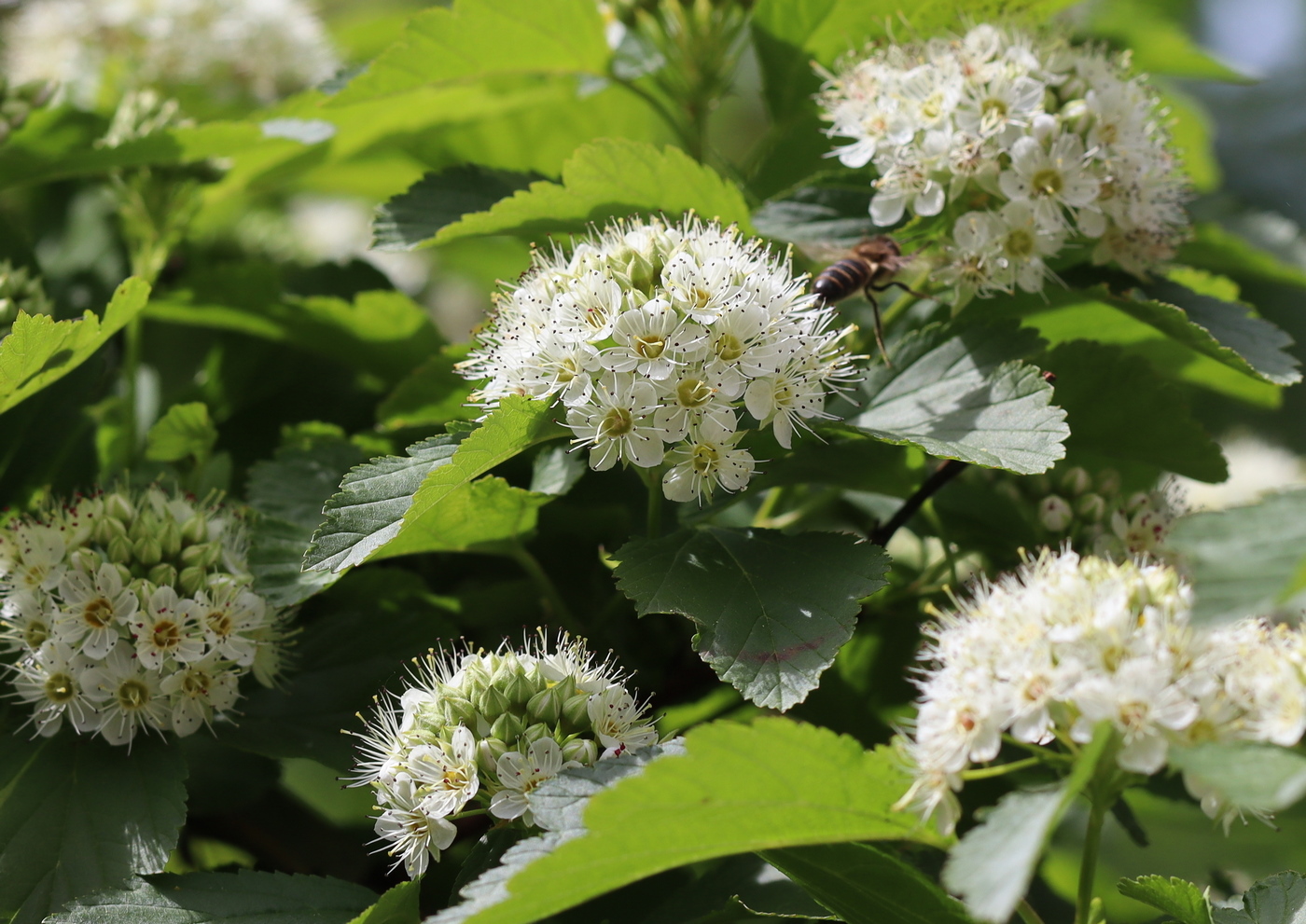 Image of Physocarpus opulifolius specimen.