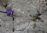 Campanula collina