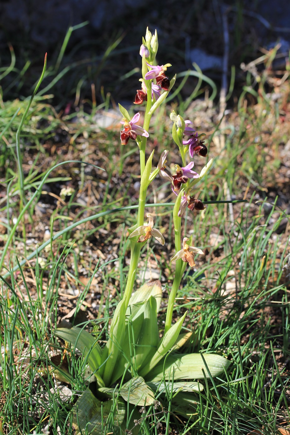 Image of Ophrys oestrifera specimen.