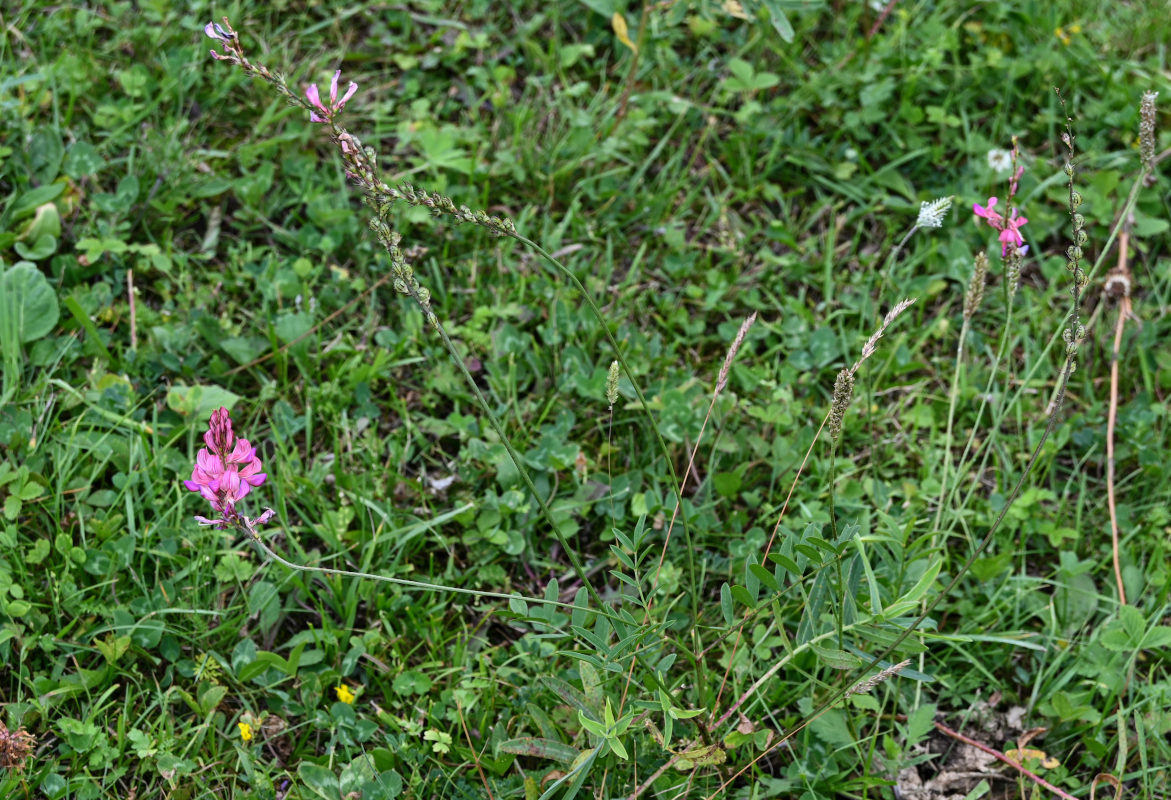 Image of genus Onobrychis specimen.