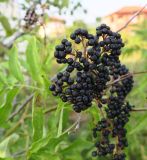 Sambucus ebulus. Соплодие. Болгария, Бургасская обл., село Оризаре, пустырь. 14.09.2021.