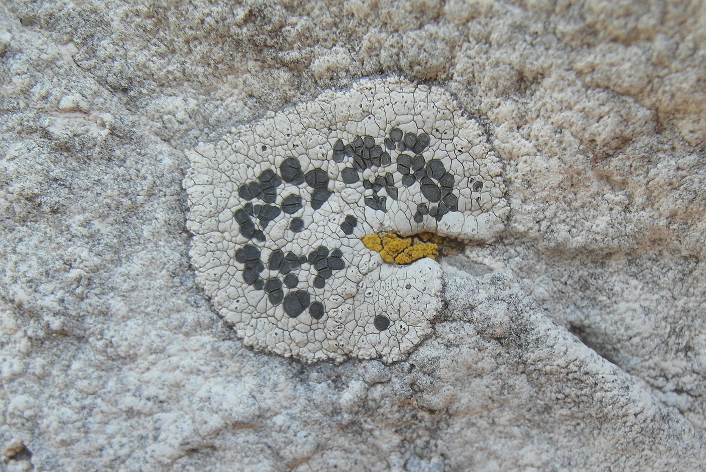 Изображение особи Lecidea tessellata.