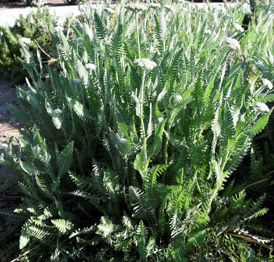 Image of Achillea filipendulina specimen.